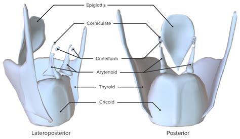 Cuneiform Cartilage