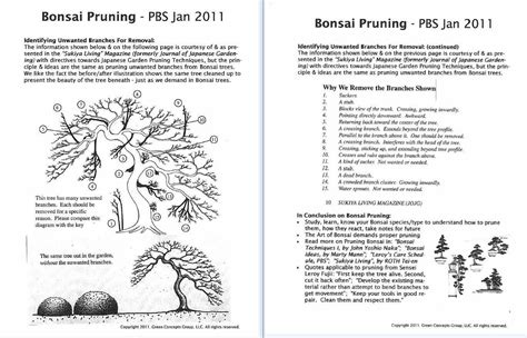 A guide for beginners on how and what to prune. : r/Bonsai