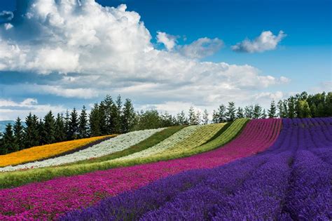 Lavender Season in Hokkaido 2019 | Visit Furano and Biei | Kyuhoshi