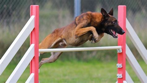 Dog Agility Competitions: How to Start, Science on Risks, Pros & Cons