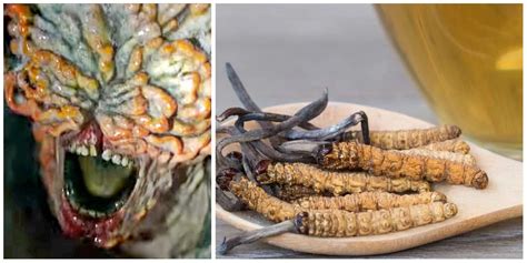 HBO's The Last Of Us: What Is Cordyceps (And Is It Real)?