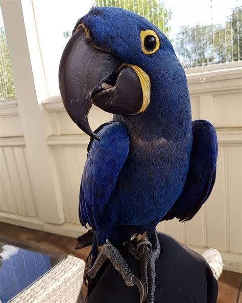 Adorable Hyacinth Macaws For Sale - Terry's Parrot Farm