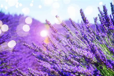 7 Signs Of Overwatered Lavender And What To Do About It