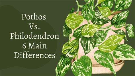 Pothos Vs Philodendron – 6 Main Differences Between Them - Gardening Leaves