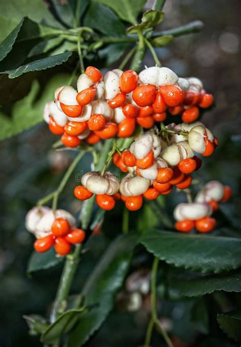 Euonymus Berries stock image. Image of seeds, seed, branch - 37041161