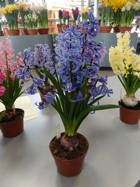 25 NEW Hyacinth Varieties the World Needs More Of! Check Out Our Photo Gallery of the Best and ...