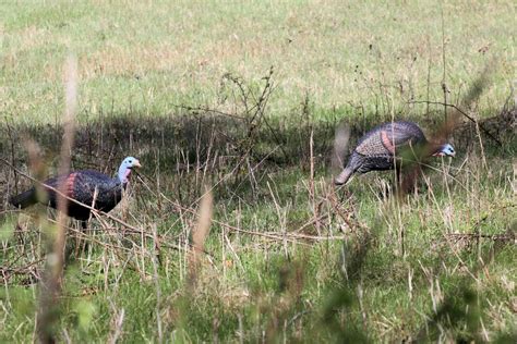 10 Spring Turkey Hunting Tips Every Hunter Should Know