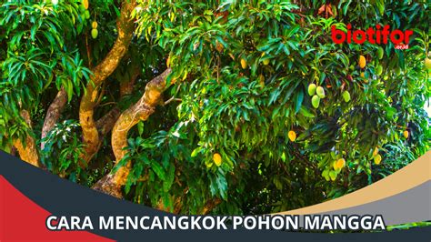 Panduan Lengkap Cara Mencangkok Pohon Mangga - Biotifor