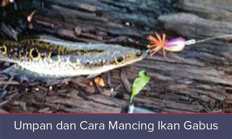 Mancing Ikan: Umpan Jitu dan Cara Mancing Ikan Gabus