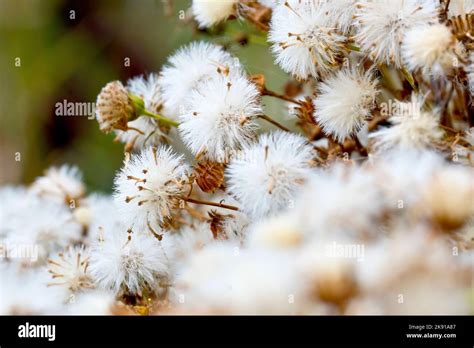 Common Ragwort (senecio jacobaea), close up showing the plant in seed, with each flowerhead ...