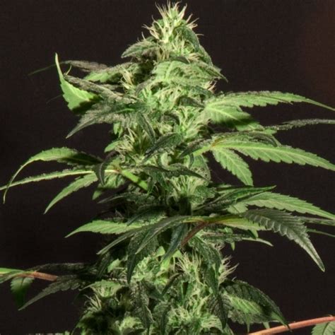 Jack Herer Strain - Growing Tips and Medical Effects | Marijuana Guides