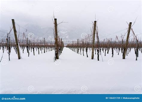 Vineyard and Grapevines Covered in Deep Snow Stock Image - Image of outdoor, agriculture: 136421729