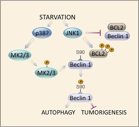 When Autophagy Is Not Always Good - Siim Land Blog