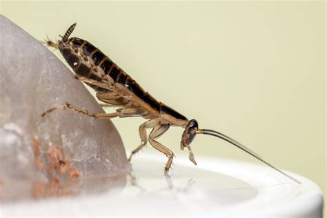 American Cockroaches | Austin Pest Control | Magic Pest And Lawn ...