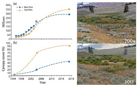 Species Reintroduction: How Wolves Saved Beavers in Yellowstone | Earth.Org