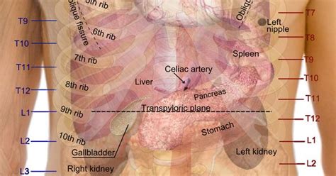 medicalschool: Surface projections of the major... | PA stuff | Pinterest | Rib cage, Anatomy ...