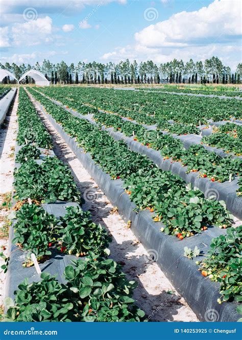 Strawberry farm stock image. Image of blue, earth, fuji - 140253925