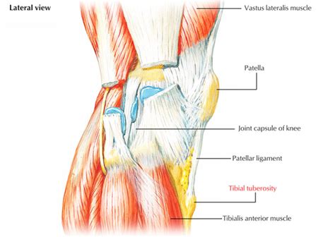 Tibial Tuberosity – Earth's Lab