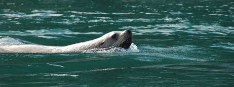 Magical Wildlife Moments in Alaska | Blog Posts | WWF