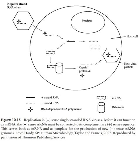 Replication of RNA viruses