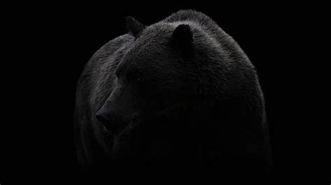 HD wallpaper: bear, black, black and white, brown bear, wildlife ...