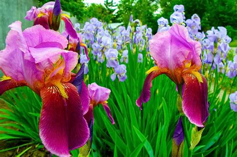 Iris Rhizome Storage Tips for Winter | Gardener’s Path