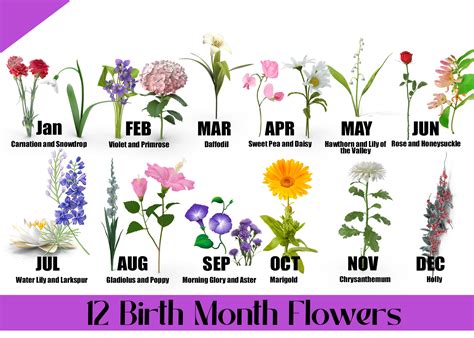 Birth Month Flowers: What Is My Birth Flower?, 44% OFF