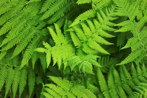 Fern Fronds Free Stock Photo - Public Domain Pictures