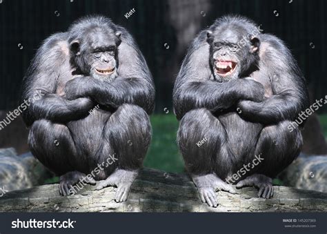 12,107 Smiling Gorilla Images, Stock Photos & Vectors | Shutterstock