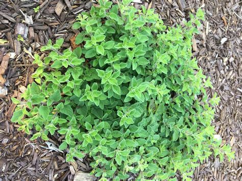 Origanum vulgare (Oregano) | North Carolina Extension Gardener Plant ...