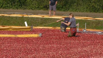 Research station hosts Cranberry Harvest event | Local News | news8000.com