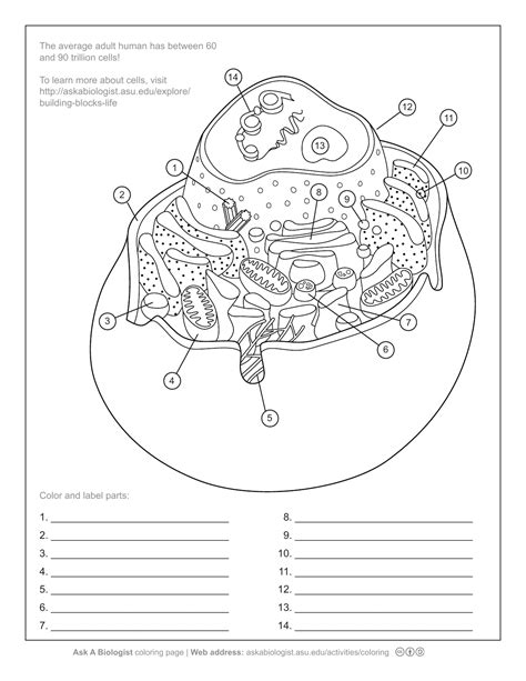 Animal Plant Cell Worksheet - Printable Find A Word