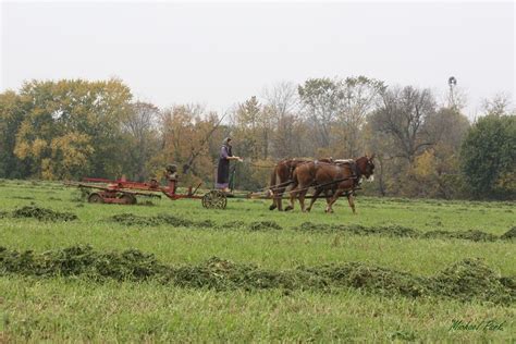 The Amish, still continue with tradition. | Horses, In a heartbeat, Animals