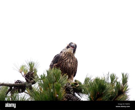 Peregrine Falcon Juvenile Stock Photo - Alamy