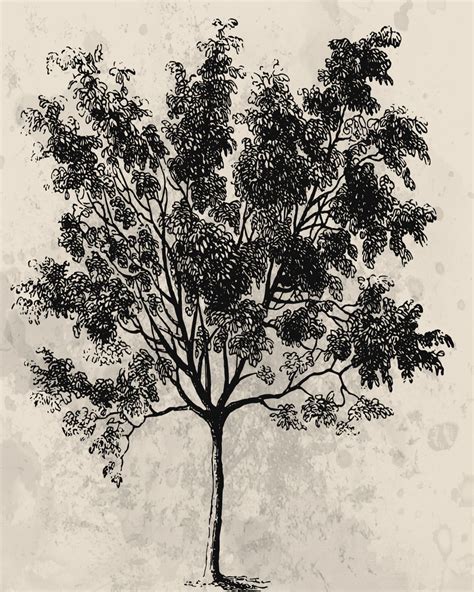 Vintage Tree Free Stock Photo - Public Domain Pictures