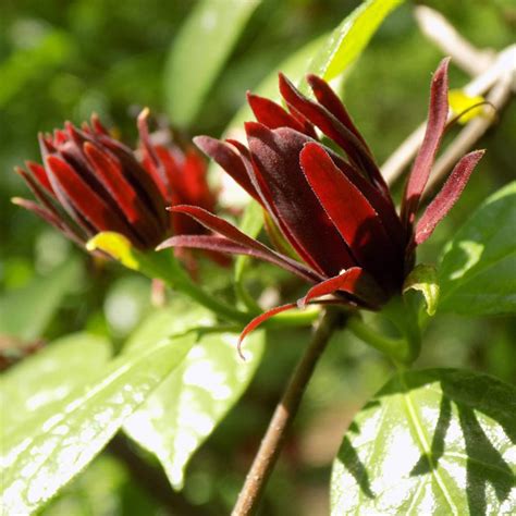 Calycanthus floridus - Carolina Allspice - Sugar Creek Gardens