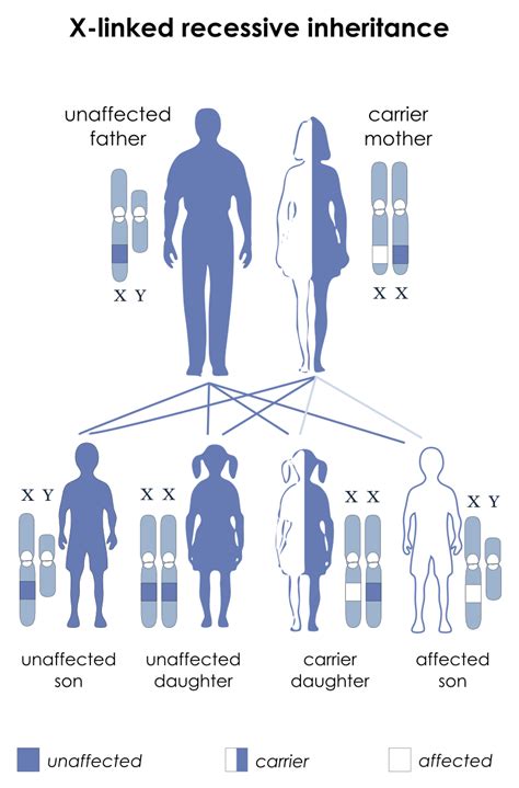 Sex-Linked Traits — Definition & Examples - Expii