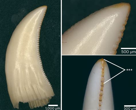 Komodo Dragons Have Iron-Coated Teeth, New Study Reveals | Sci.News