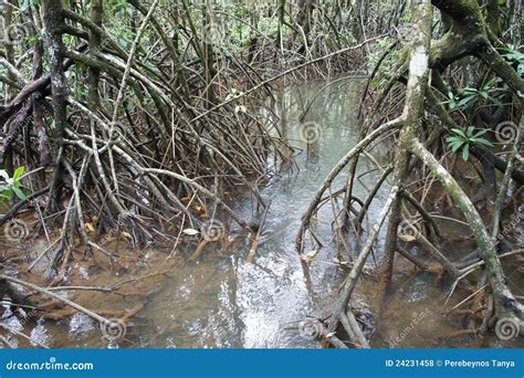 Mangrove roots stock photo. Image of nature, mangrove - 24231458