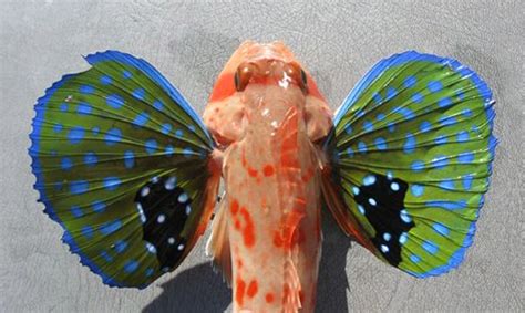 The Butterfly of the Sea: Red Gurnard | Featured Creature