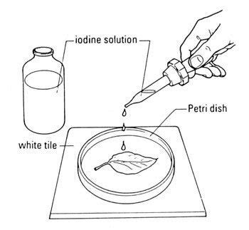 Testing leaves for starch: the technique | Nuffield Foundation | Petri ...