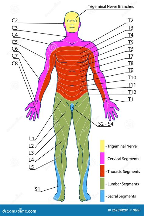 BOARD 1 Dermatomes and Cutaneous Nerve Territories Anterior Stock ...