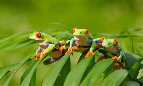 10 Incredible Tree Frog Facts - IMP WORLD