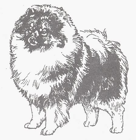 Keeshond Page