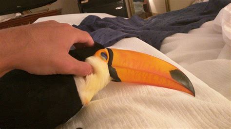 This Baby Toucan Acts Like A Puppy. What She Does Next Is Really Hilarious...