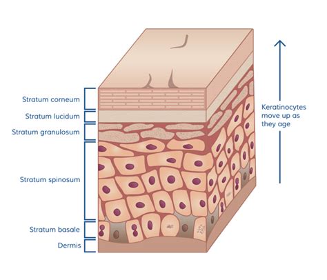 The Stratum Corneum: Protector of Your Internal Organs - Dermidia