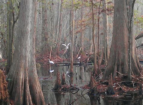 The Tampa Bay Hiker: Cypress Creek