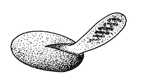 Biological drawing. Spirogyra Spore Germination 1. Resources for Biology Education by D G Mackean