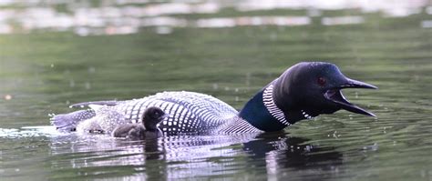 About Loons – Loon Preservation Committee