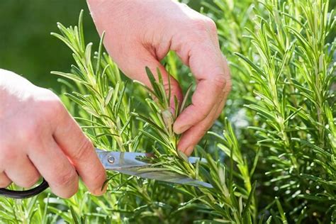 The Remarkable and Amazing Benefits of Rosemary | Arizona | SummerWinds Nursery